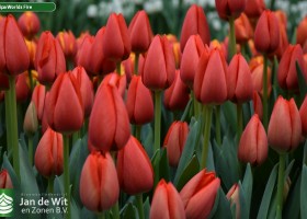Tulipa Worlds Fire ® (3)